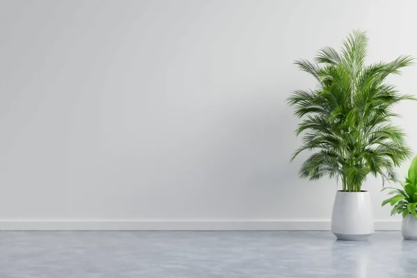 white-wall-empty-room-with-plants-on-a-floor-2023-11-27-05-33-37-utc